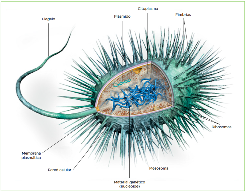 célula procariota