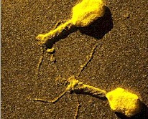 Virus bacteriófago